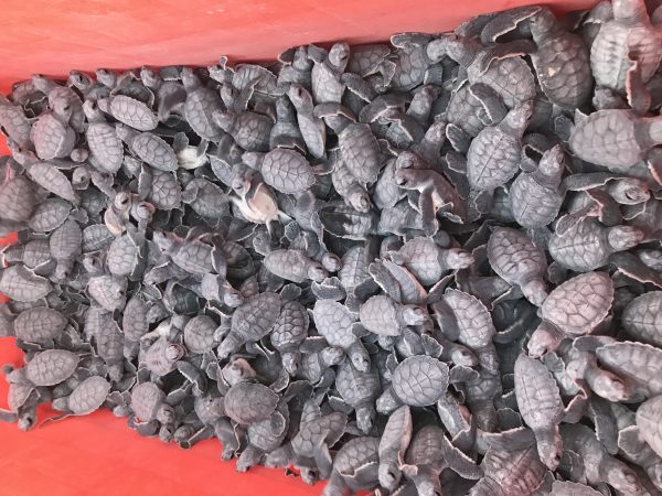 Baby sea turtle release Cancun