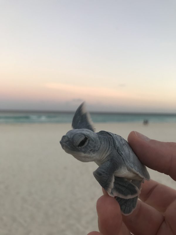 Sea turtle release Cancun